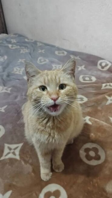 Коты: По просьбе ⬇️⬇️⬇️ Бишкек В районе Жибек Жолу/ Орозбекова (магазин