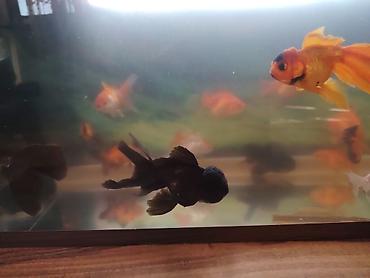 Balıqlar: Oranda, Ünvandan götürmə -da lalafo.az — 7 Balıqlar: Oranda, Ünvandan götürmə — 7