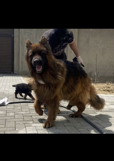 İtlər: Alman çoban iti, 3 ay, Erkek, Peyvəndli — 4