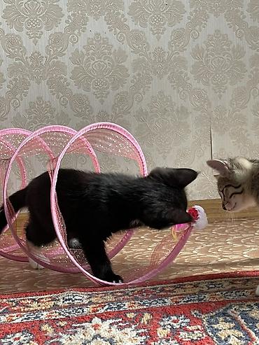 котята беловодск: Ищу ответственных добрых людей Котята приручены к лотку очень игривые — 2