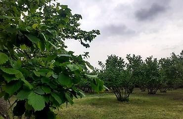 Ağaclar: Fındıq bağı – məhsuldar, baxımlı sahə - Mədəni fındıq kolları — 10