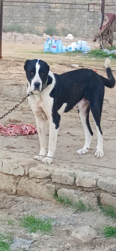 аксессуары для крупных собак: Qurdbasar, 2 il, Erkek, Peyvəndli, Rayonlara çatdırılma