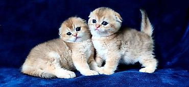 Продажа кошек: Скотиш Фолд (Шотландская вислоухая), 2 месяца, Девочка, Золотая шиншилла — 30