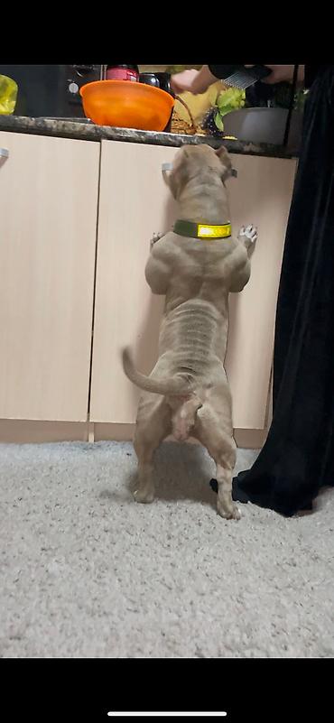 Продажа собак: Американский булли, 2 месяца, Самец — 5