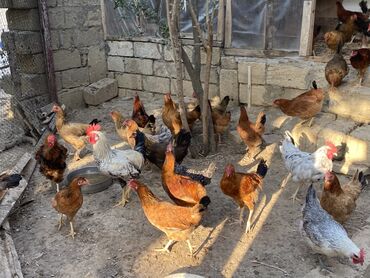 simmental inək cinsi: Курица, Для разведения