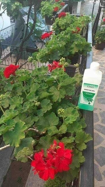 polovni kreveti smederevo: Sanitar gel ⚘️⚘️⚘️⚘️⚘️⚘️⚘️⚘️⚘️⚘️🌹🌹🌹🌹🌹🌹🌹🌹🌹🌹 Moje cvece uziva i prija