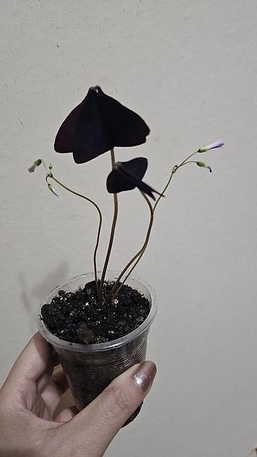 Другие комнатные растения: Кислица
Оксалис 
oxalis 
🦋 
бабочка — 2
