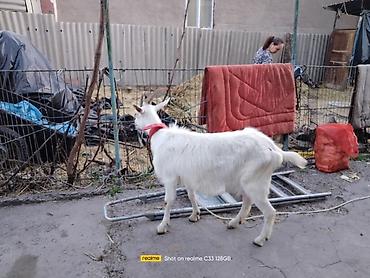 Молочные продукты и яйца: Козье молоко 200 сом продаю доиных коз.от 55 ты 65.и 80.тыс элита от — 16
