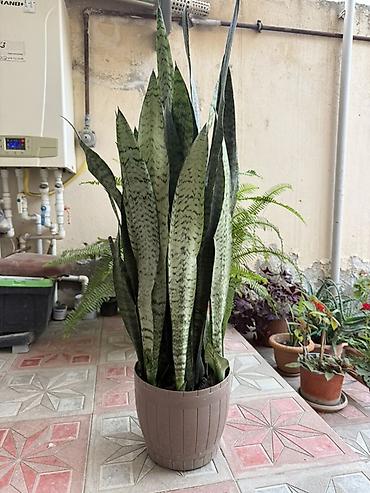 dibcek qablari: Sansevieria (Qaynanadili) – dekorativ qapalı bitki - Növ: Sansevieria — 1
