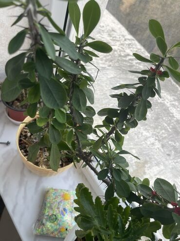Tinglər: Otaq bitkiləri dəsti - Euphorbia milii (Tikanlı tac) – qalın tikanlı