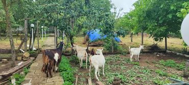 Keçi, çəpiş: Dişi, il: 2, Südlük -da lalafo.az — 6 Keçi, çəpiş: Dişi, il: 2, Südlük — 6