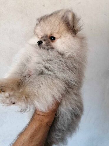 Psi: Oduševićemo vaša srca predivnim Pomerancima iz našeg pažljivo — 16