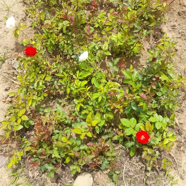 Tinglər: Hazir qabda torfda ekilmiş 1 azn iyli guldu rengleri Aq Qirmizi Sari