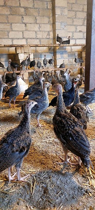 quzu qiyməti: Kanada sortudu 2 ay yarımlıxdı sağlam cücələrdi qiyməti 22 manatdı — 4