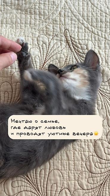 отдам в добрые руки: Кошка даром: Беспородная, 3 месяца, Девочка, Приучена к лотку, Проглистована — 3