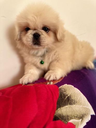 İtlər: Pekines, 1 ay, Erkek — 8