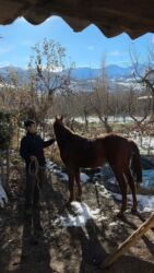 Другие животные: Кунан 1,5 жаш — 10