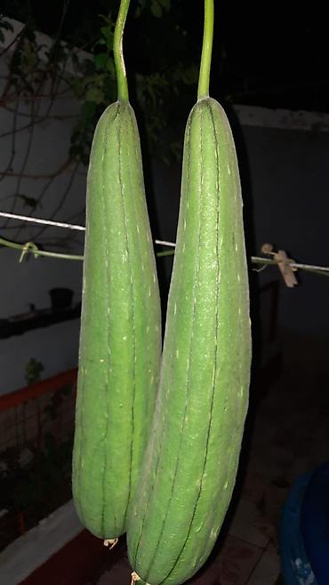 mal dili bitkisi: 🌿 Öz həyətimdən yığılmış TƏBİİ LİF QABAĞI (LUFFA) toxumları Şəkildə — 2
