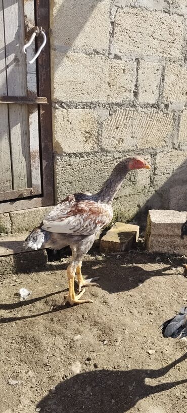 Xoruzlar: Xoruz, il: <1 — 4