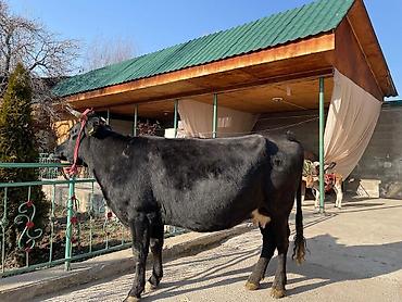 Коровы, быки: Продаю | Корова (самка) | Для молока | Привязанные at lalafo.kg — 5 Коровы, быки: Продаю | Корова (самка) | Для молока | Привязанные — 5