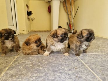 Akvarium aksessuar və ləvazimatları: Pekines, 2 ay, Dişi
