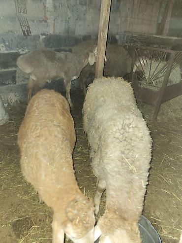 Баран, овца: Продаю | Баран (самец) | Гиссарская, Полукровка, Эдильбаевская | Для разведения — 7