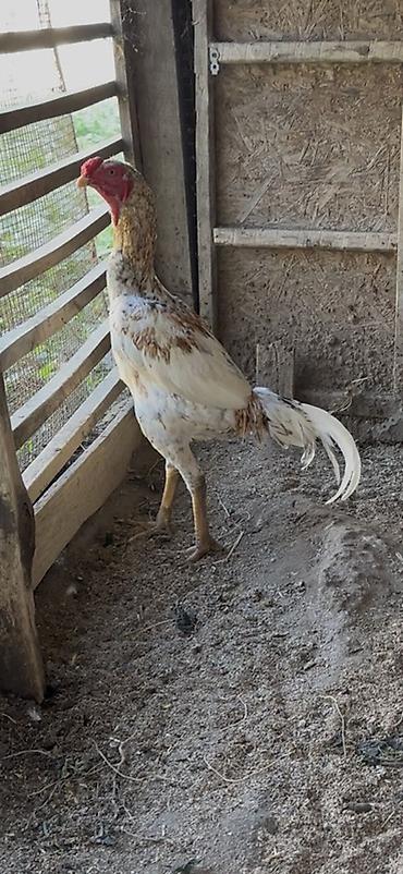 bulbul quşu: Məhsul: Uzunboyun döyüş tipli xoruz Salam 7 ayliqdu qiymetde — 1