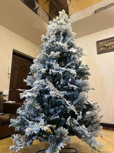 Yeni il ağacları: Qarlı Yenil ağacı – şam qozalarıda var üzerinde. Hündürlük- 2,1 -da lalafo.az — 2 Yeni il ağacları: Qarlı Yenil ağacı – şam qozalarıda var üzerinde. Hündürlük- 2,1 — 2