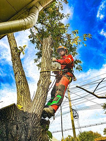 Спил деревьев, заготовка дров: Спил любых деревьев, в любых стесненных условиях, формирование кроны — 12