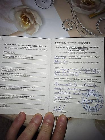 top az itler: Kane-Korso, Erkək, Sənədli — 1