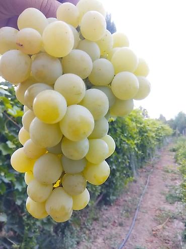 Виноград: Виноград В розницу — 14