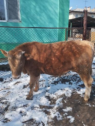 Коровы, быки: Продаю | Бык (самец) | Симментальская | На откорм — 1