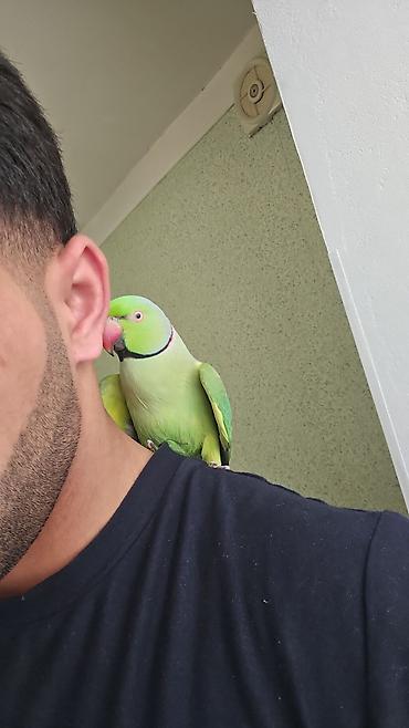 bulbul quşu satışı: Tam el quwudu erkeydi 2 3 yaw araliqindadi real alicilar narahat — 2