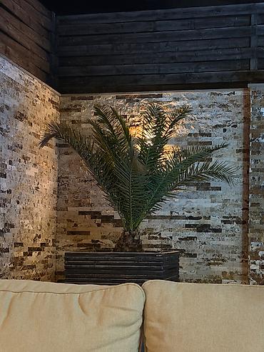 gul dibcek: Dekorativ xurma (palma) bitkisi – qara rəngli, üfüqi zolaqlı, kvadrat — 2
