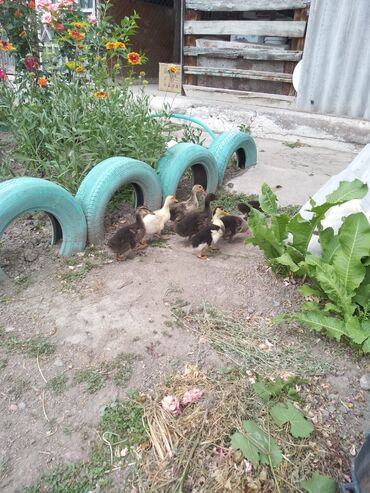 дикие птицы кыргызстана: Продаю гусят 5 штук три недели цена 550 сом за штуку . утята