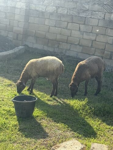 Qoyunlar, qoçlar: İki ədəd qoyun satışa çıxarılır. Xüsusiyyətlər: - Cins: yerli