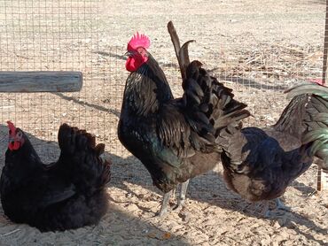 Toyuqlar: Təzə Alman Avstralorp Yumurtaları – Cavan və Sağlam! Yumurtalar -da lalafo.az — 12 Toyuqlar: Təzə Alman Avstralorp Yumurtaları – Cavan və Sağlam! Yumurtalar — 12