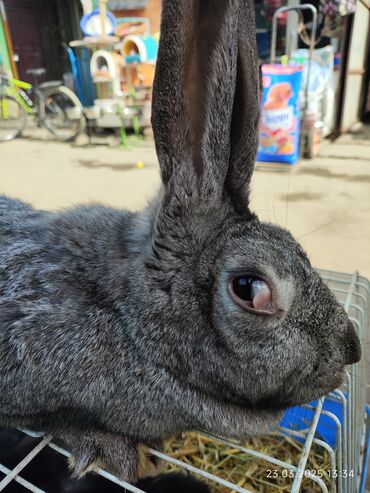 Кролики: Продаю | Кролик самец | Французский баран | Для разведения | Племенные — 7