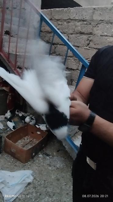 ağ quyruqlar: Məhsul: Ev göyərçinləri kolleksiyası HƏR NOVDƏ GÖYƏRÇIN VAR — 10