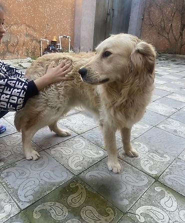 İtlər: Retriever, 2 il, Erkek, Peyvəndli, Pulsuz çatdırılma -da lalafo.az — 3 İtlər: Retriever, 2 il, Erkek, Peyvəndli, Pulsuz çatdırılma — 3