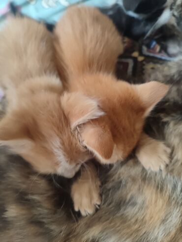 черные котята: Кошка даром: Беспородная, Мальчик