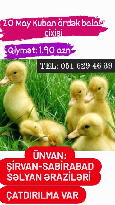 ördək satışı: Ördək balası / Ordek balasi / Kuban Ördək balası 20 May kuban ördək