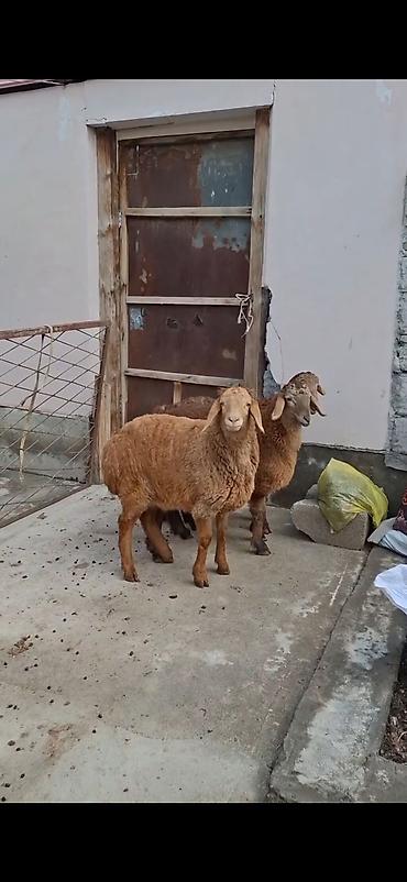 keci pendiri qiyməti: Qoyunlar – 3 baş, ətlik/südlük yerli cins - Rəng: açıq-sarı və tünd — 8