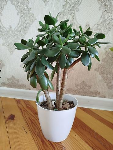agaclar: Qarışıq şirəli bitki – Crassula ovata (Pul ağacı) - Növ: Crassula — 1