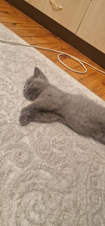 Pişiklər: Britan, Erkək, Yaxşı əllərə, Ödənişli çatdırılma, Ünvandan götürmə — 8