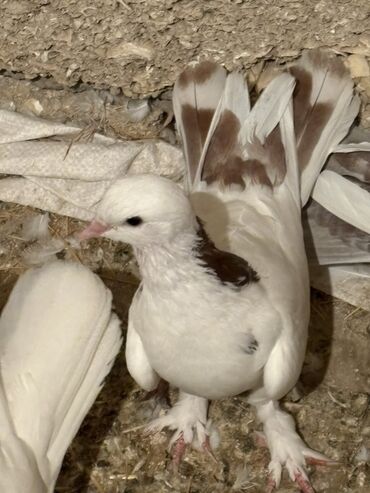 dovşan şəkilləri çəkmək: 1 çüt qırmızı boynu güllü1 çüt sarı boynu güllü hazır çütdülər