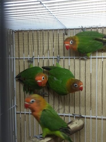 Tutuquşları: Tutuquşu popuqay fişer nerazlucnik 1-3 aylıq balalar — 6