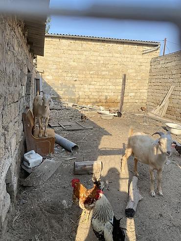 keci heyvan: 2 Erkek keçi satılır!!! Cütü 850 aZndir. Əlaqə; 055-987-87-67 — 7