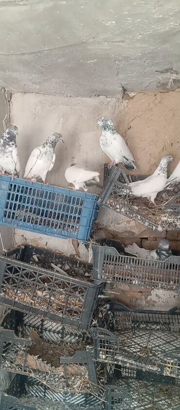 продать животных: Прадаётся голуби камагар Тедди 4 пара 1лот 4,5ч игра есть самец оптом