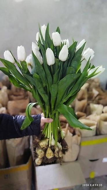 Букеты из живых цветов: Продаем тюльпаны отличного качества, высота и бутон крупный, высокие — 15